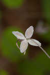 Southern meadow-rue